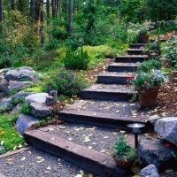 the option of using light plants in the landscape design of the cottage picture