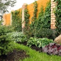 the idea of using unusual plants in the landscape design of giving a photo