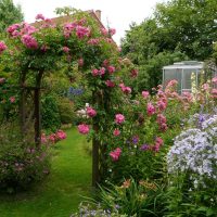 idea of using unusual plants in landscape design at home photo