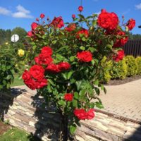 example of the use of unusual roses in the design of the courtyard photo