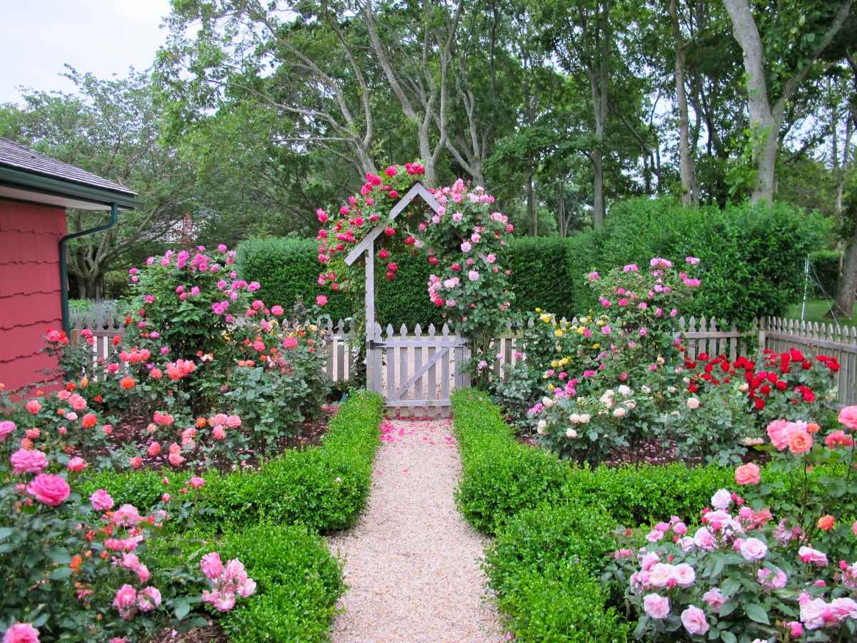 the idea of ​​using light roses in landscape design