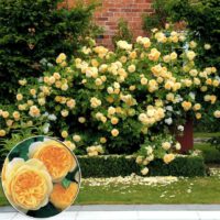 the idea of ​​using unusual roses in landscape design photo