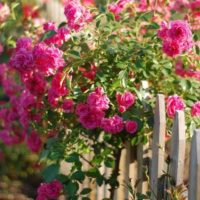 version du design inhabituel du jardin avant au chalet photo