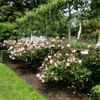 l'idée d'une belle conception de jardin avant dans une cour privée photo