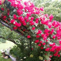option of using unusual roses in landscape design photo