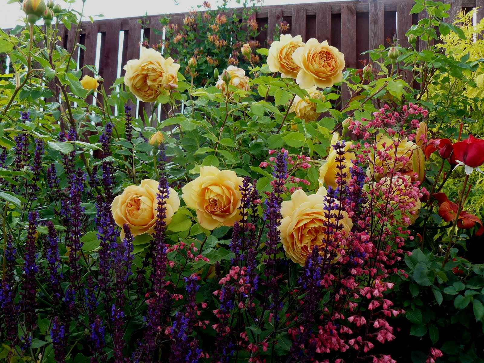 the idea of ​​using unusual roses in the design of the yard