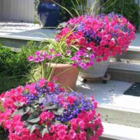 l'idée d'un beau design du jardin avant au chalet photo