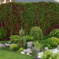 Vertical gardening with maiden grapes