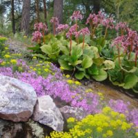 Blooming incense on the slope of the garden