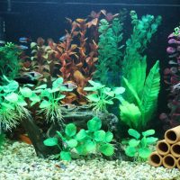 Decorating an aquarium with aquatic plants