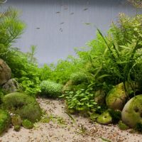 Algae imitation of the jungle